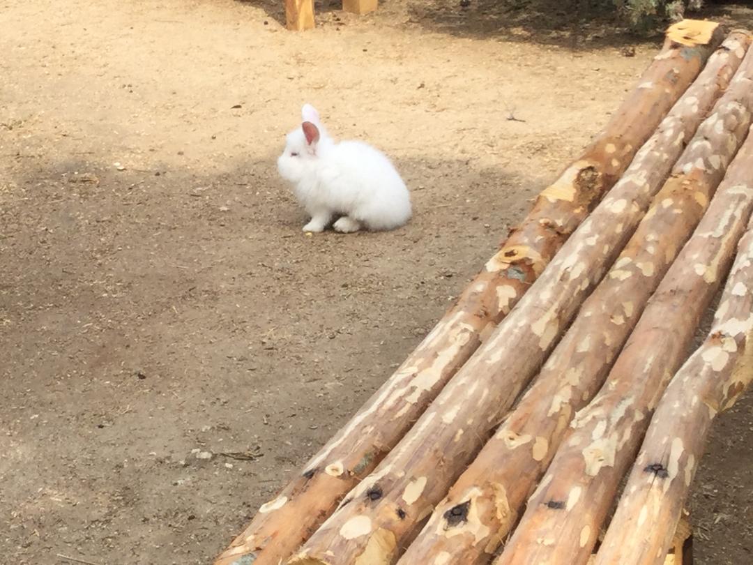Tropea conejo